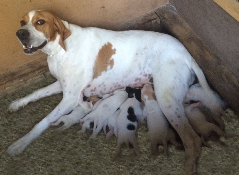 Chiot Pointer Des Rapegons